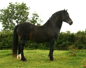 Parc Stud - Welsh Cobs and Welsh Ponies